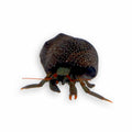 Red Leg Hermit Crabs – Paguroidea sp.