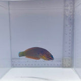 Red Lined Wrasse (Halichoeres biocellatus)