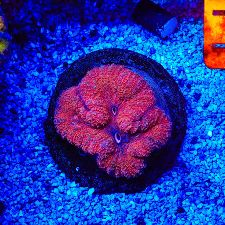 Red Lobophyllia Coral