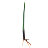 Red Mangrove Propogules - (Rhizophora Mangle)