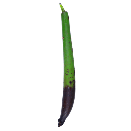 Red Mangrove Propogules - (Rhizophora Mangle)