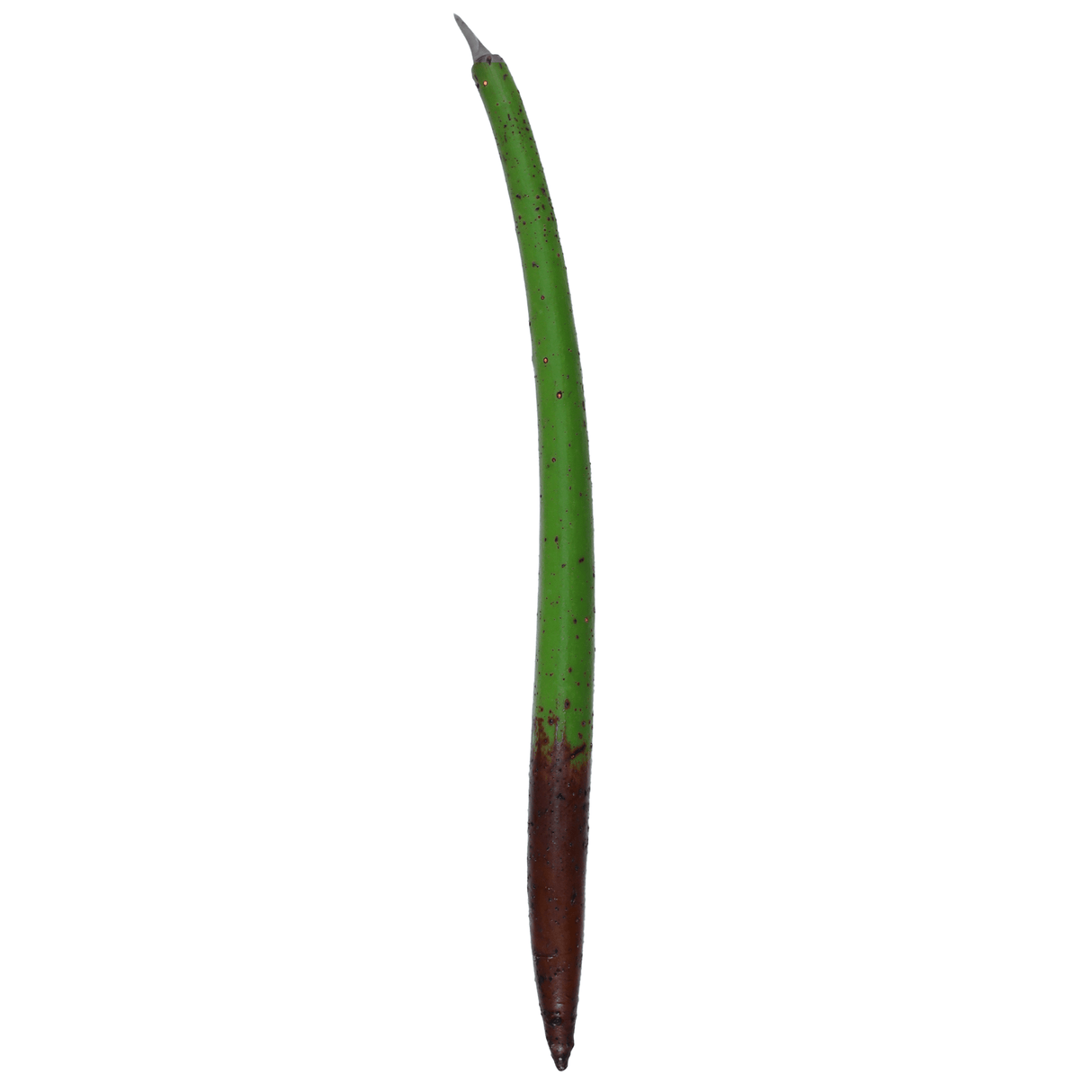 Red Mangrove Propogules - (Rhizophora Mangle)
