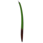 Red Mangrove Propogules - (Rhizophora Mangle)