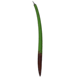 Red Mangrove Propogules - (Rhizophora Mangle)