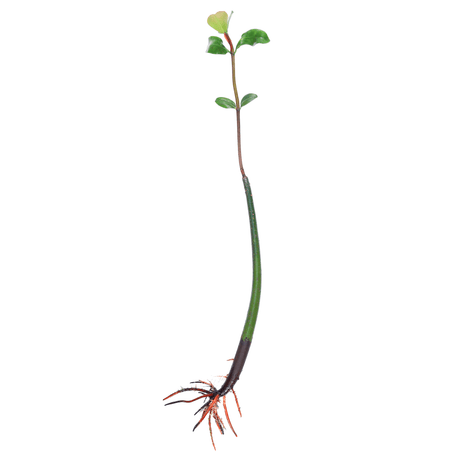 Red Mangrove Propogules - (Rhizophora Mangle)