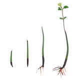 Red Mangrove Propogules - (Rhizophora Mangle)