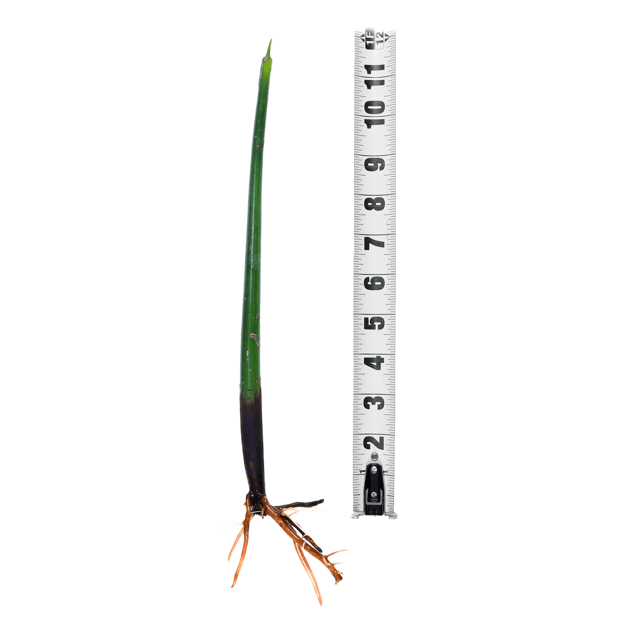 Red Mangrove Propogules - (Rhizophora Mangle) Jumbo (12"+)