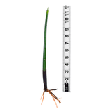 Red Mangrove Propogules - (Rhizophora Mangle) Jumbo (12"+)