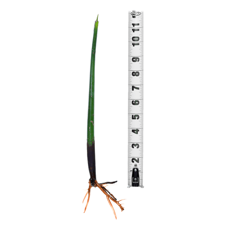 Red Mangrove Propogules - (Rhizophora Mangle) Jumbo (12"+)