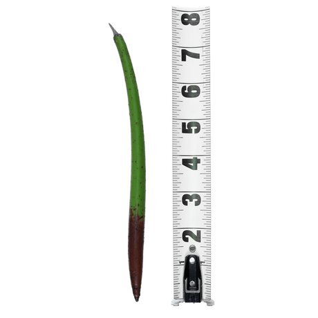 Red Mangrove Propogules - (Rhizophora Mangle) Large (6-12")