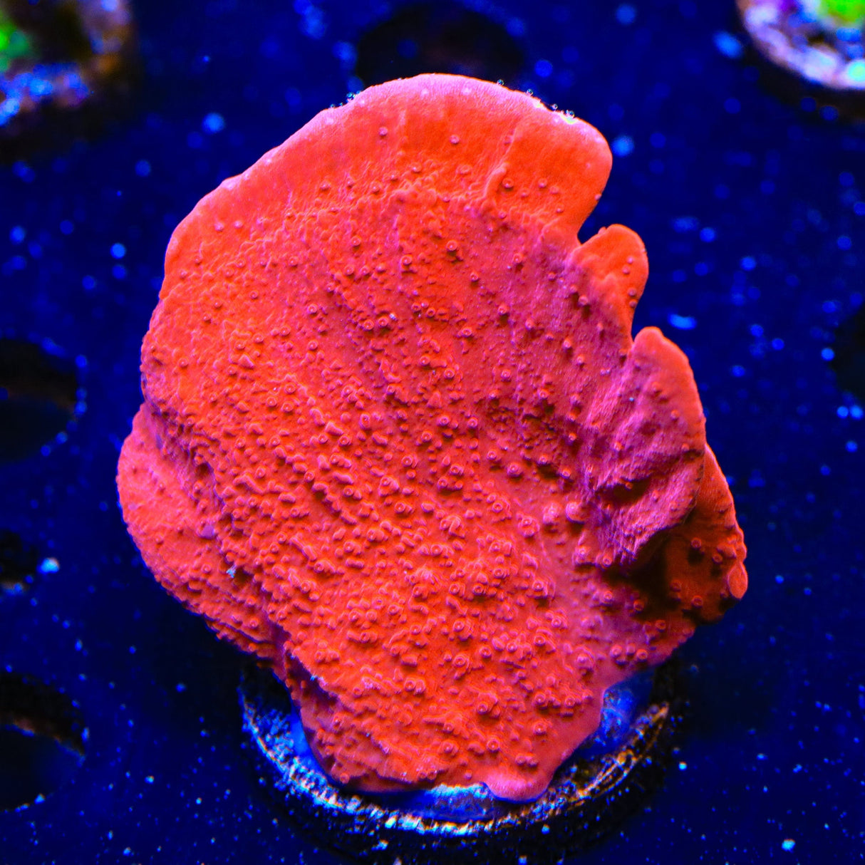 Red Monti Cap XL Frag Coral