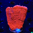 Red Monti Cap XL Frag Coral