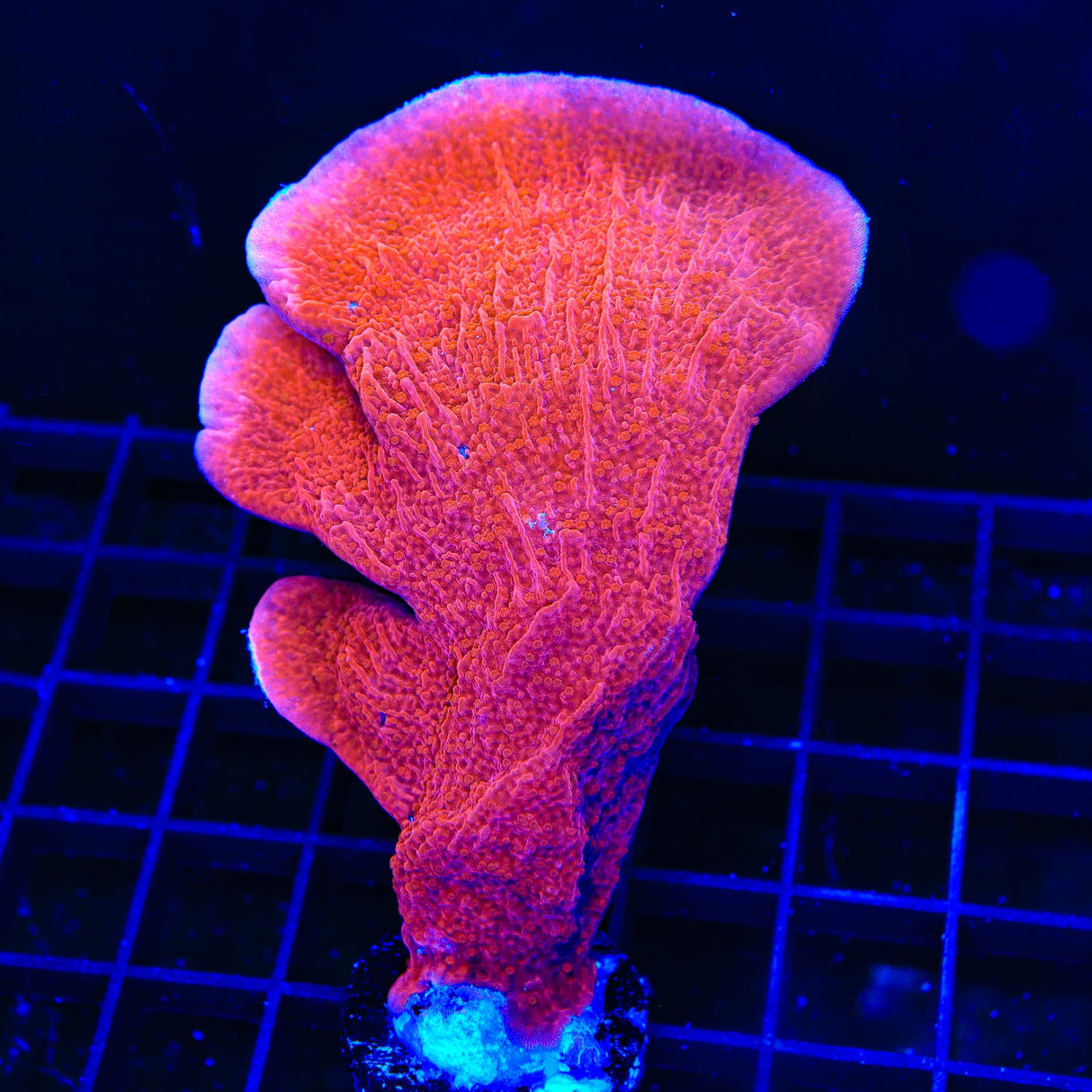 Red Monti Cap XL Frag Coral