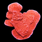 Red Montipora Cap Coral