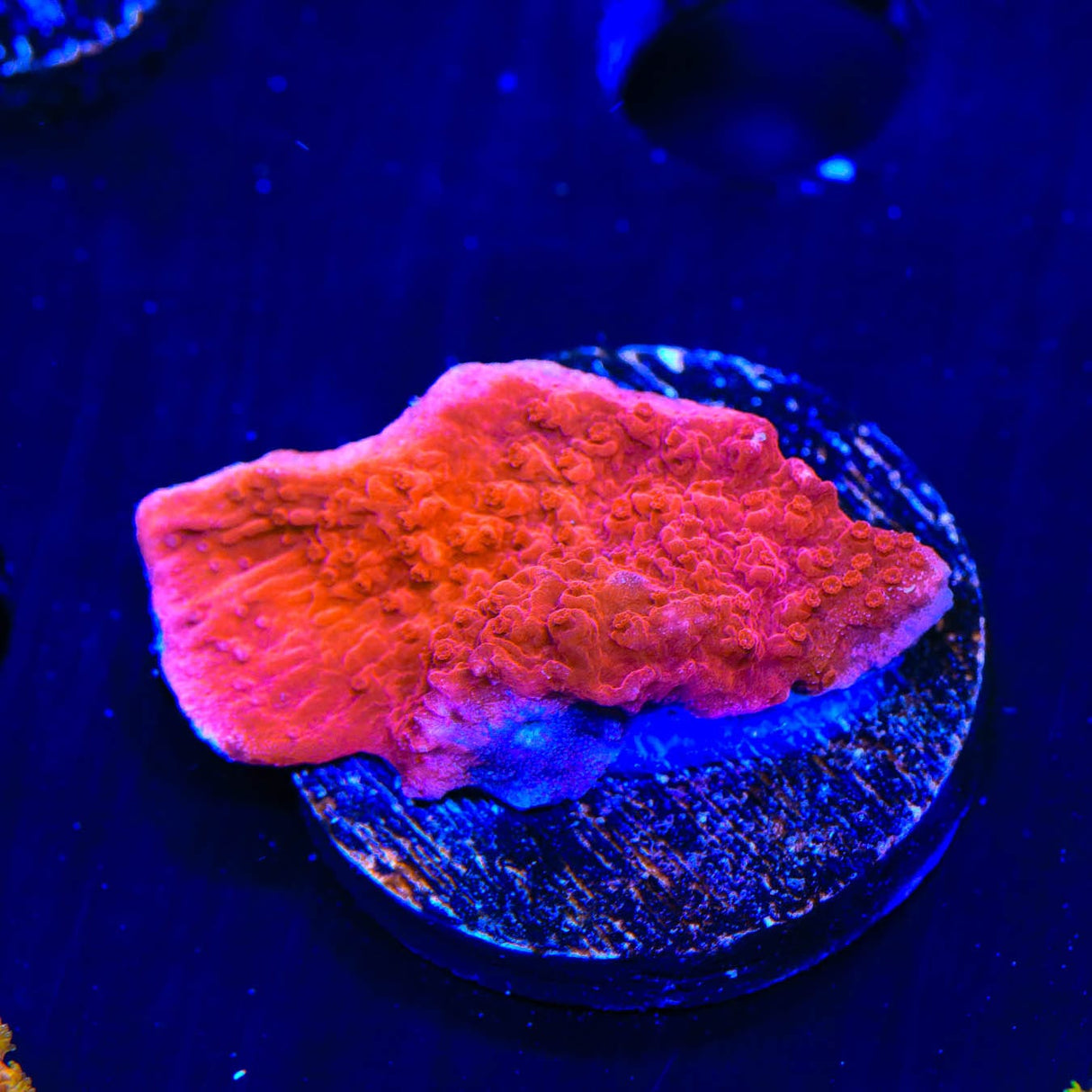 Red Montipora Cap Coral