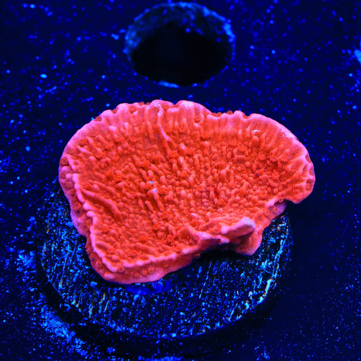 Red Montipora Cap Coral