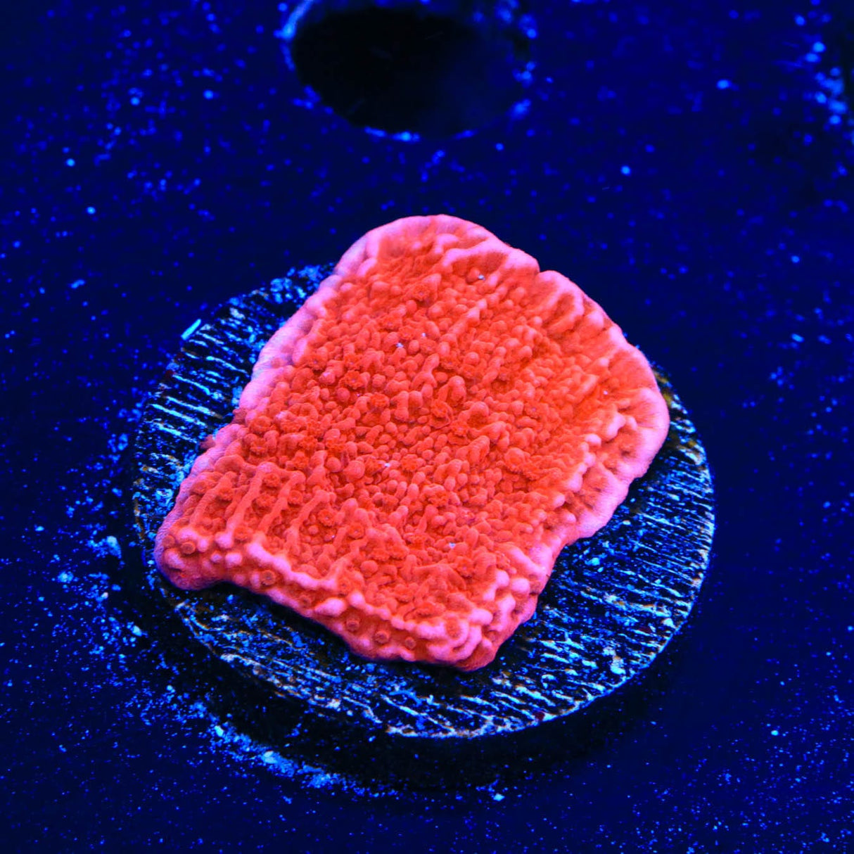 Red Montipora Cap Coral
