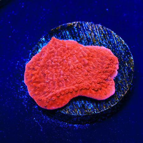Red Montipora Cap Coral