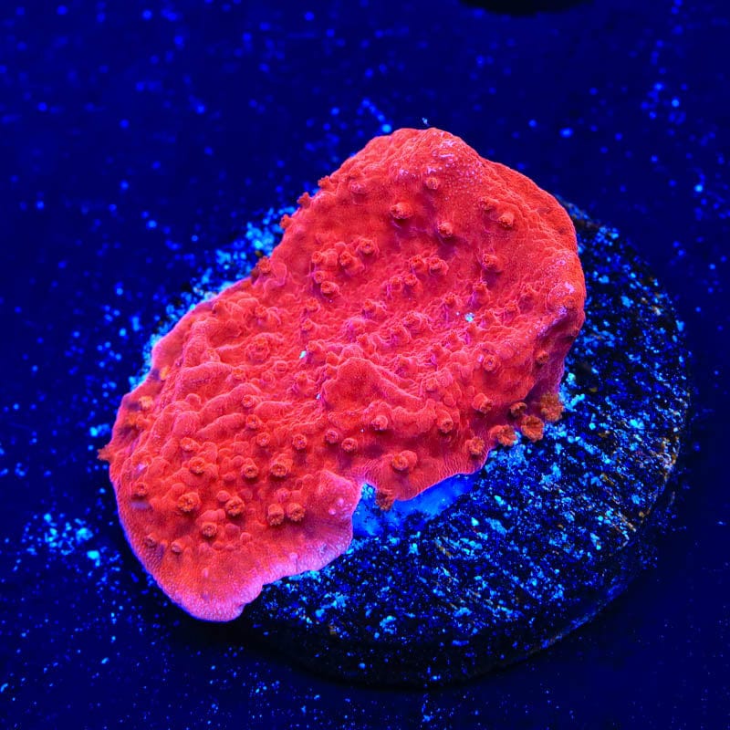 Red Montipora Cap Coral