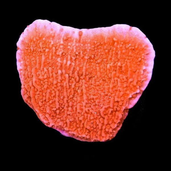 Red Montipora Cap Coral