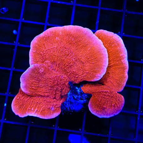 Red Montipora Cap XL Frag Coral