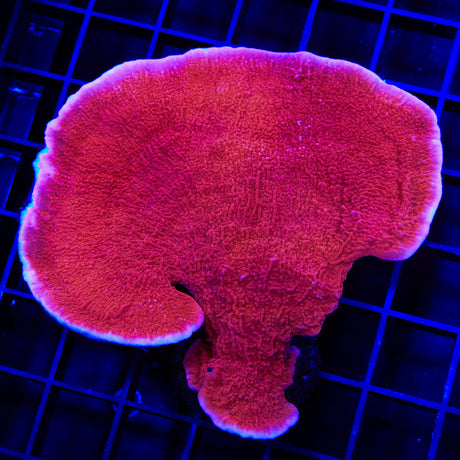 Red Montipora Cap XL Frag Coral