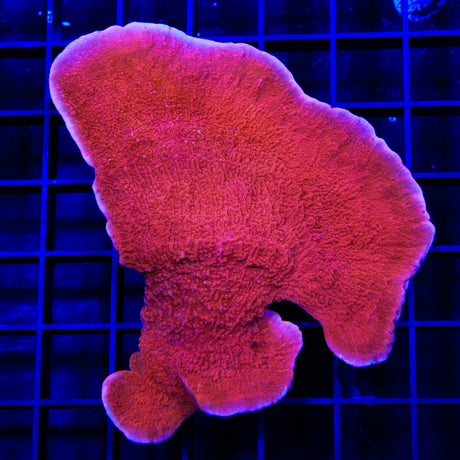 Red Montipora Cap XL Frag Coral