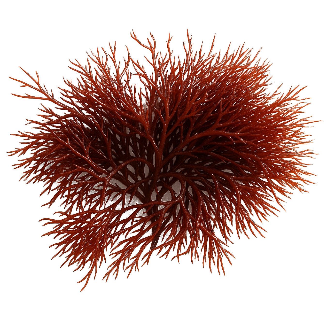 Red Ogo Gracilaria Macroalgae