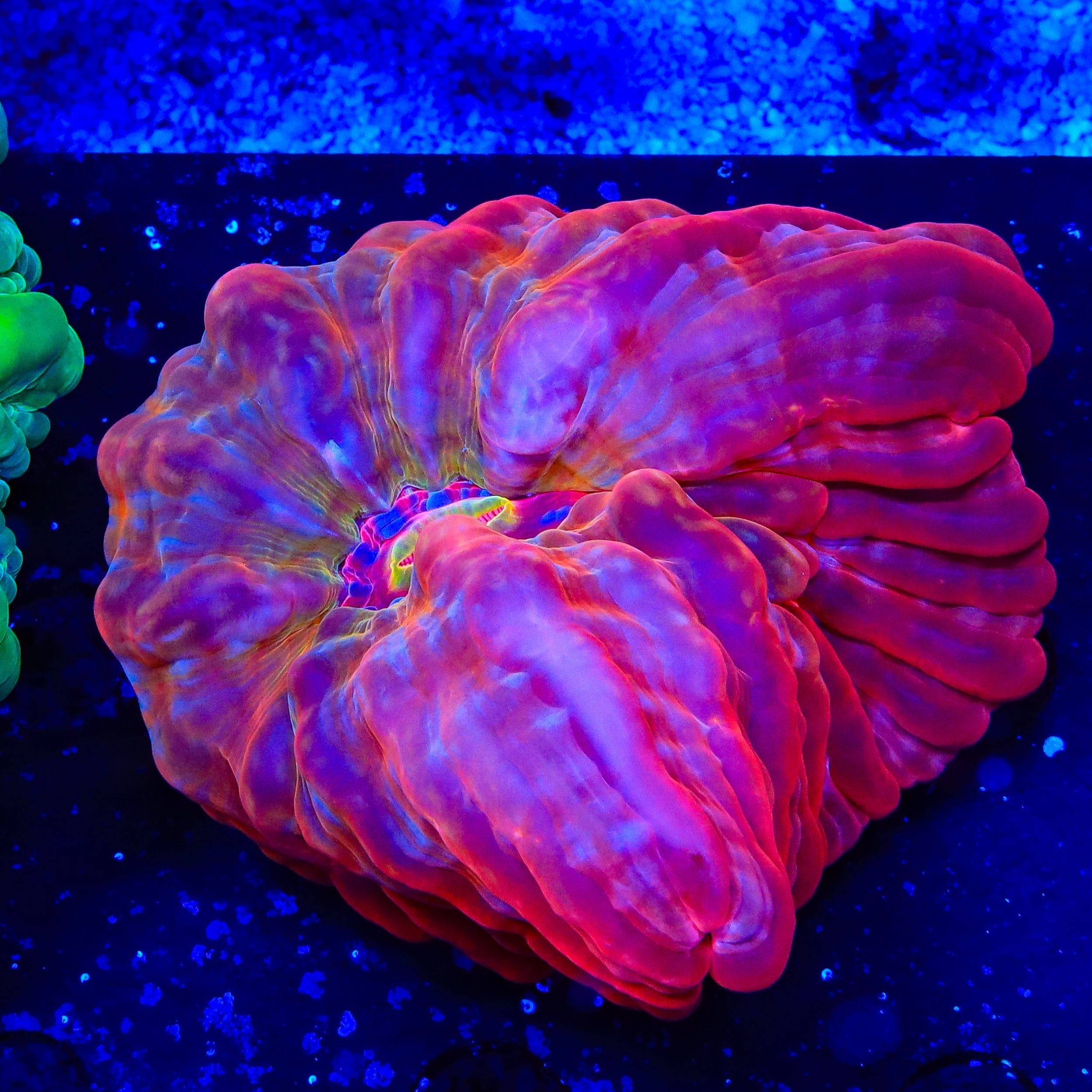 Red Rainbow Cynarina Coral