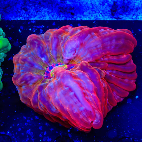 Red Rainbow Cynarina Coral