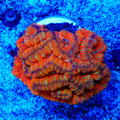 Red Rainbow Wilsoni Coral