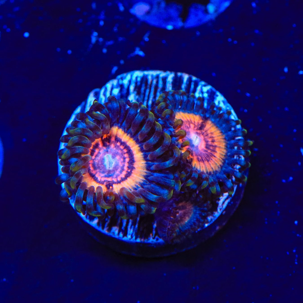 Red Rocket Zoanthids Coral