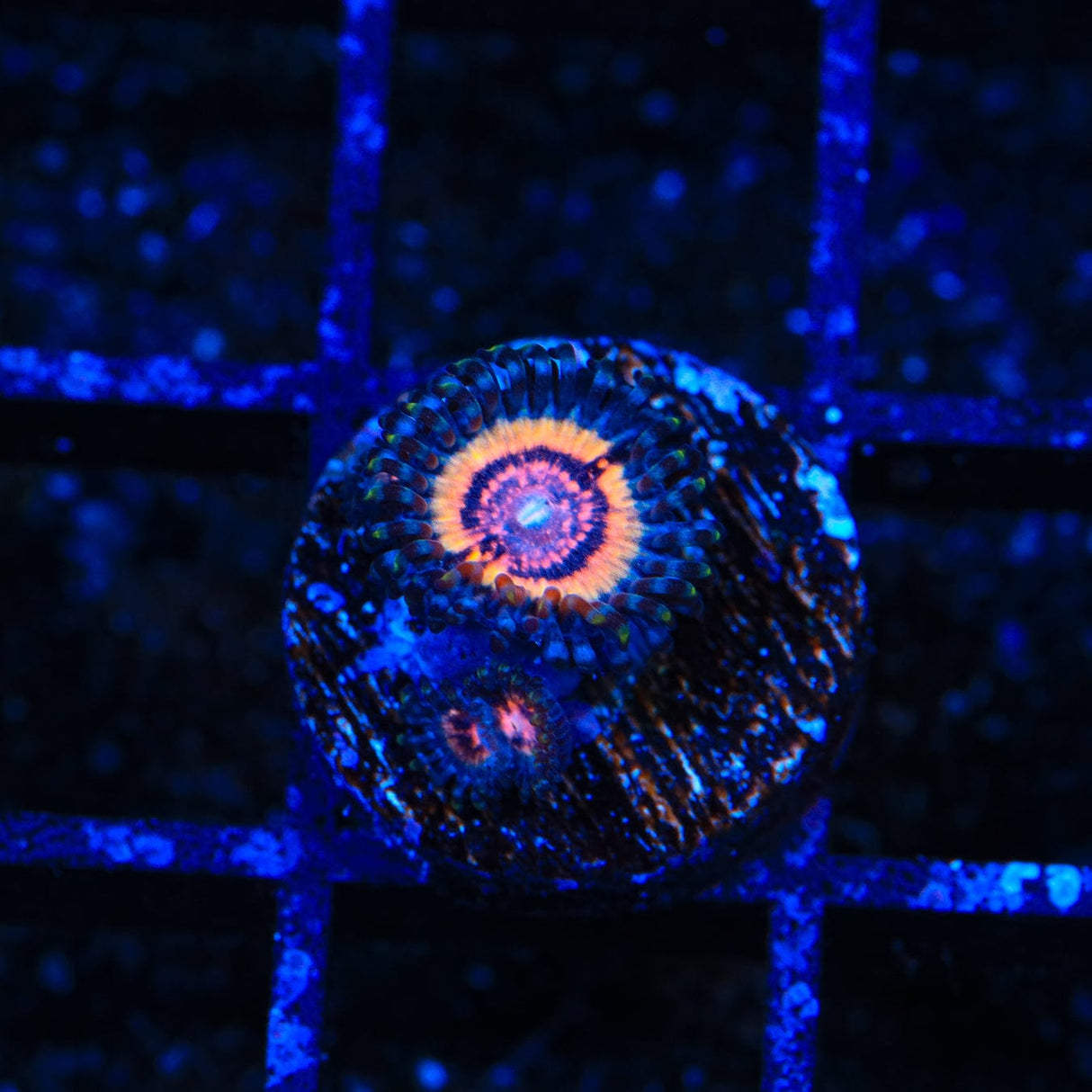 Red Rocket Zoanthids Coral