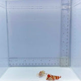 Red Rooster Pair Waspfish  (Hypodytes rubripinnis)