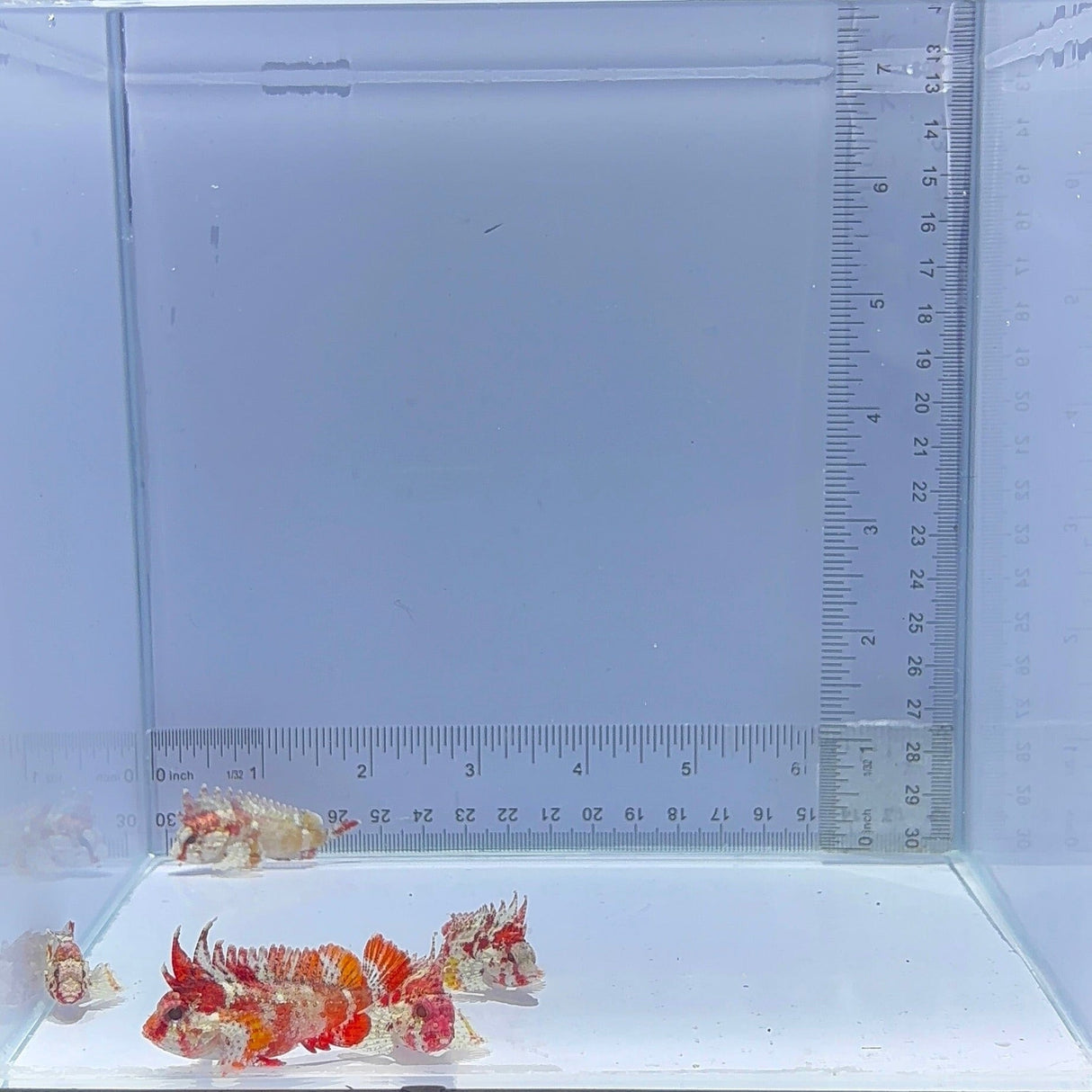 Red Rooster Wasp Fish