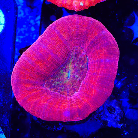 Red Scolymia Coral