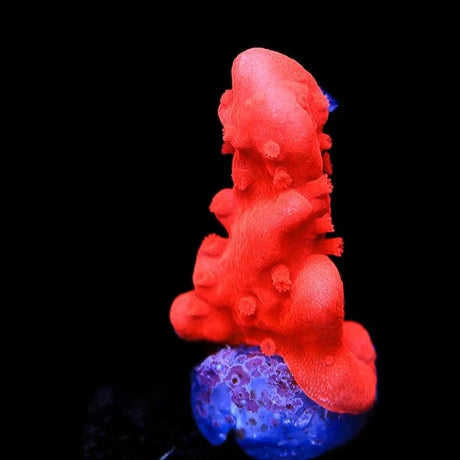 Red Setosa Montipora Coral