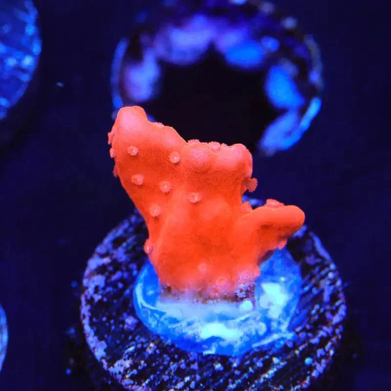 Red Setosa Montipora Coral – Top Shelf Aquatics