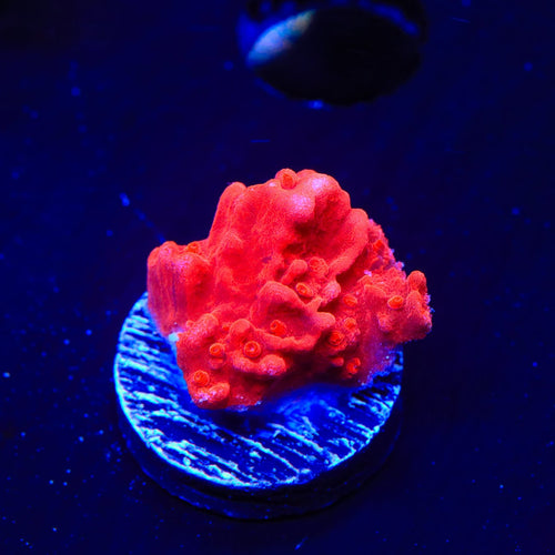 Red Setosa Montipora Coral