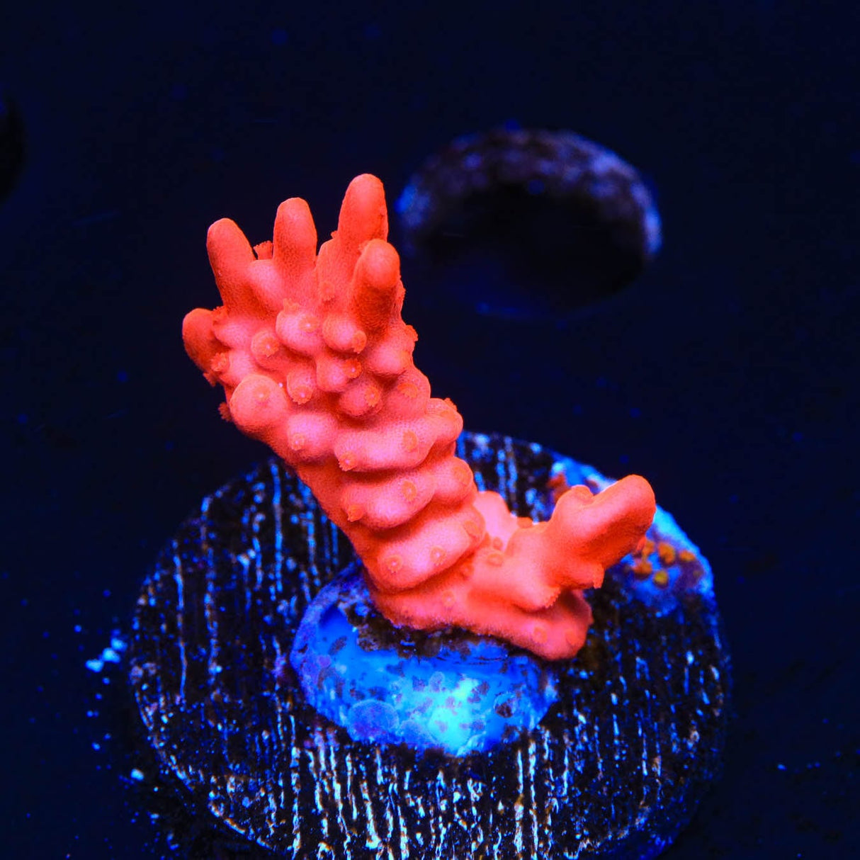 Red Setosa Montipora Coral