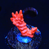 Red Setosa Montipora Coral