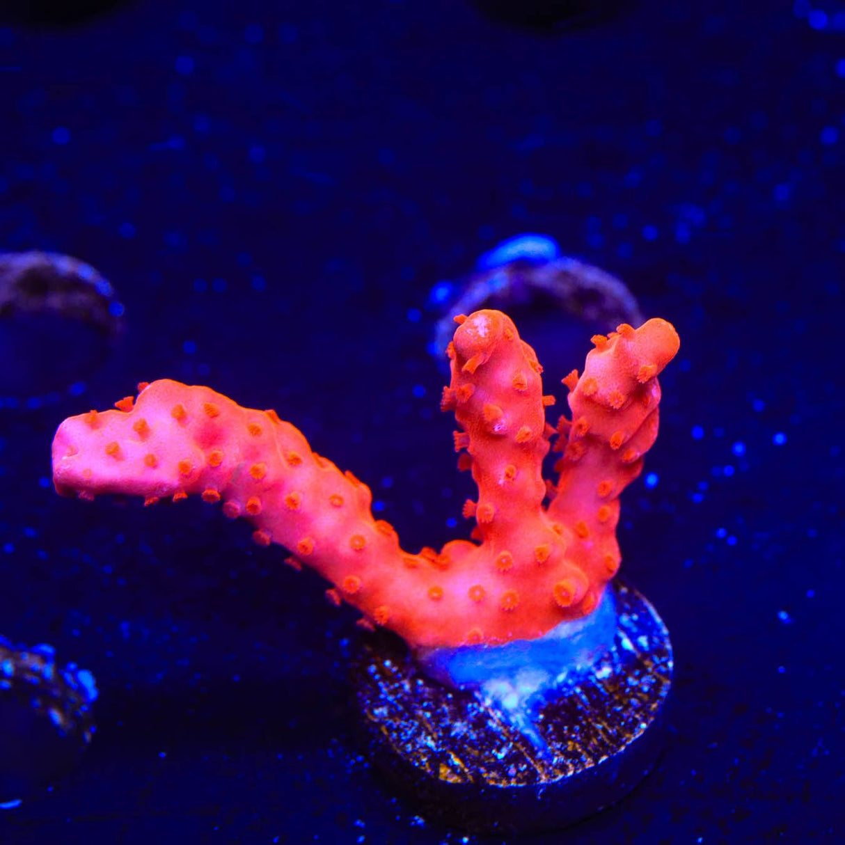 Red Setosa Montipora Coral