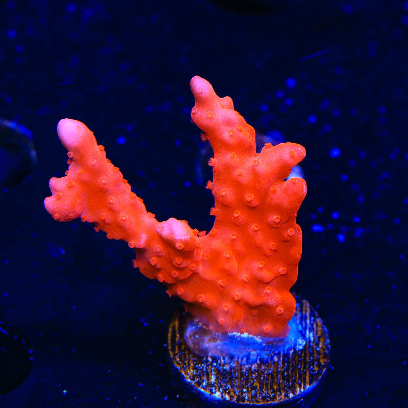 Red Setosa Montipora Coral