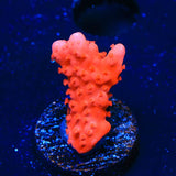 Red Setosa Montipora Coral