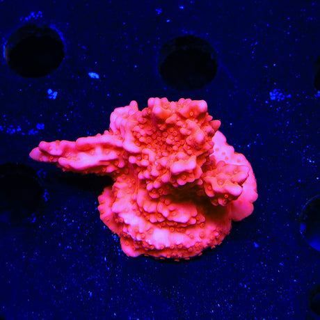 Red Setosa Montipora Coral