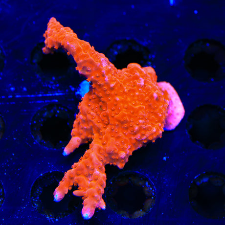 Red Setosa Montipora XL Frag Coral