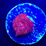 Red Speckled Mushroom Coral