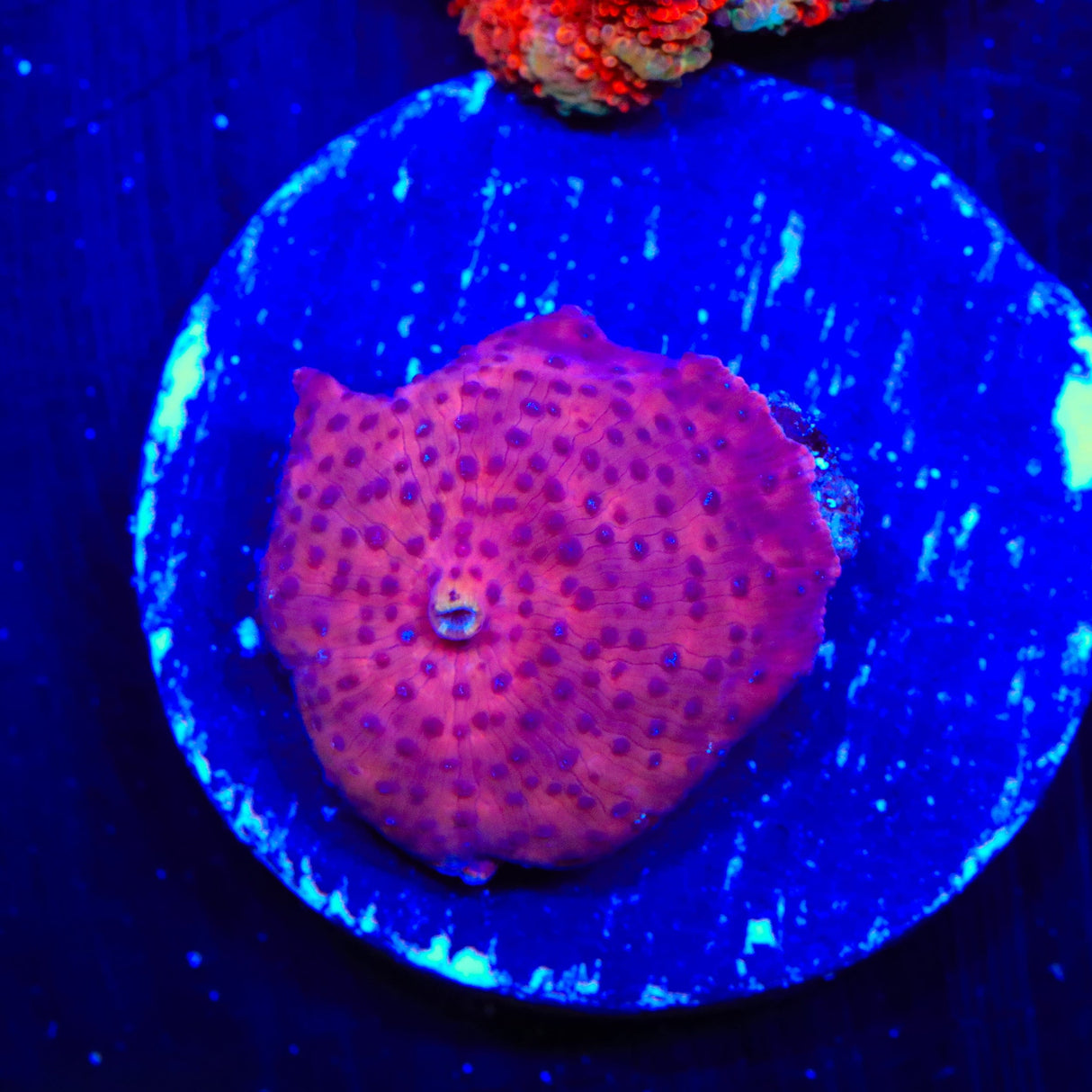 Red Speckled Mushroom Coral