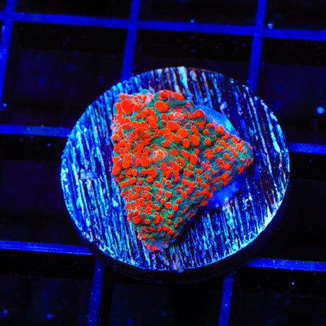 Red Splash Chalice Coral