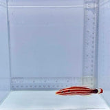 Red Striped Hogfish (Bodianus sepiacaudus)